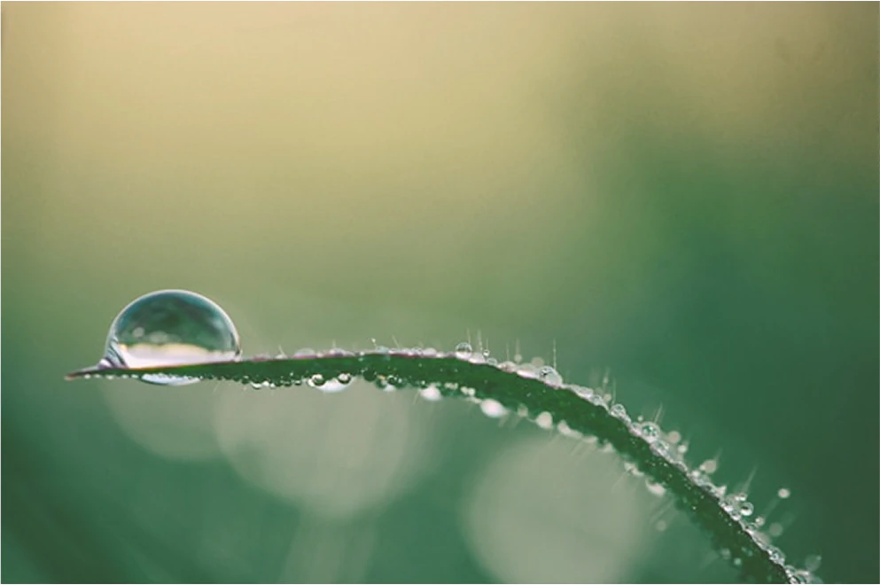 Goutte d'eau sur une feuille verte.