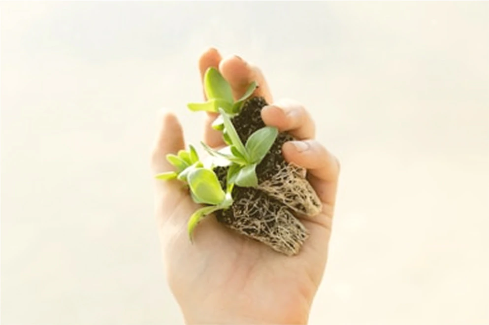 Main tenant des jeunes plantes avec racines.